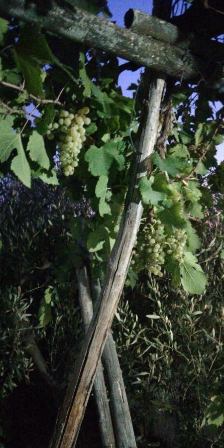 Pietramiliare Daire Trecase Dış mekan fotoğraf